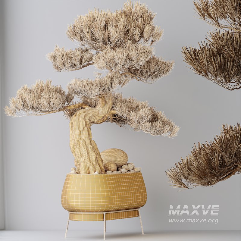 AV Indoor plants set 136 Bonsai Pinus Pentaphylla Thunbergii and Ficus Retusa Microcarpa Bonsai Ginseng - Image 7