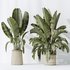 AV Indoor plants set 146 Ravenala Banana Strelitzia Nicolai Bird Of Paradise - Thumbnail 4
