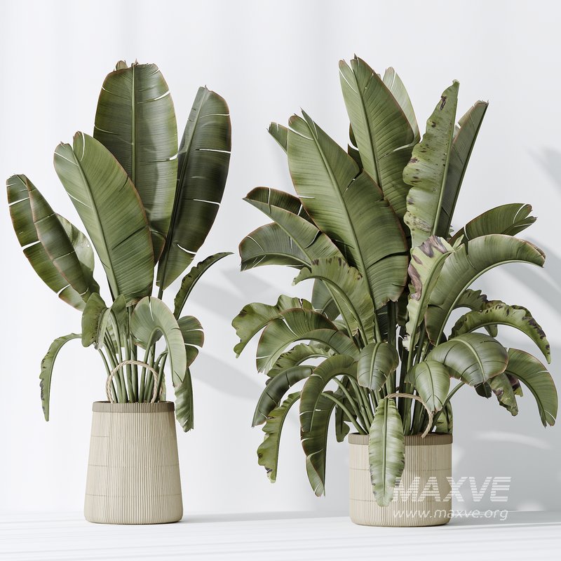 AV Indoor plants set 146 Ravenala Banana Strelitzia Nicolai Bird Of Paradise - Image 4