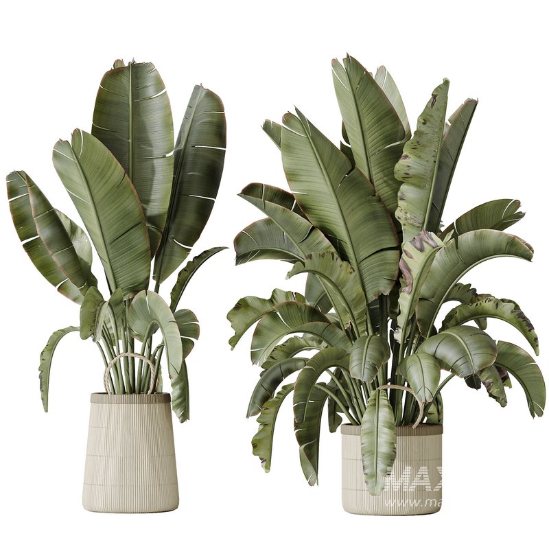 AV Indoor plants set 146 Ravenala Banana Strelitzia Nicolai Bird Of Paradise - Image 3