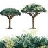 Dracaena Draco-Canary Islands Dragon Tree-02 - Thumbnail 1