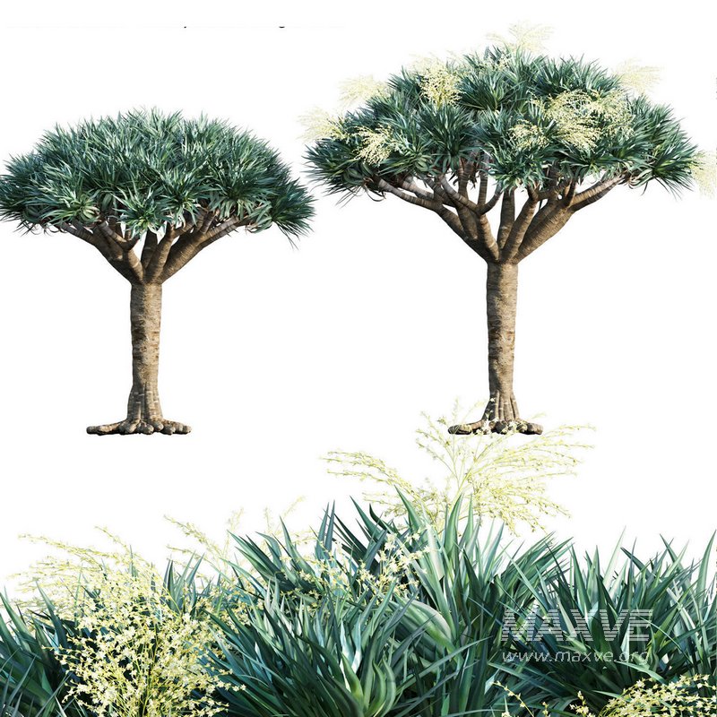 Dracaena Draco-Canary Islands Dragon Tree-02 - Image 1