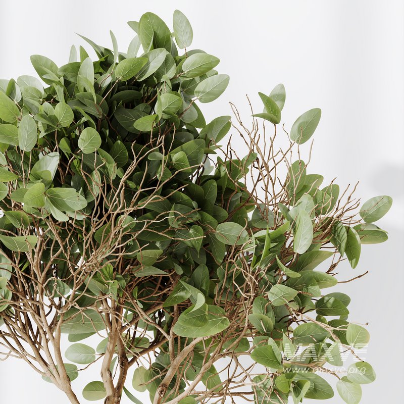 AV Indoor plants set 134 Beech Olea Europaea Olive and Ficus Benjamina African Fig and Mountain Kentia Palm - Image 1