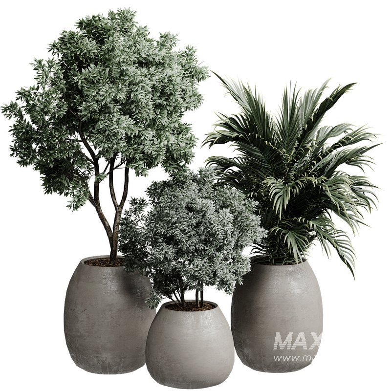 Outdoor Plant 37 - Image 4