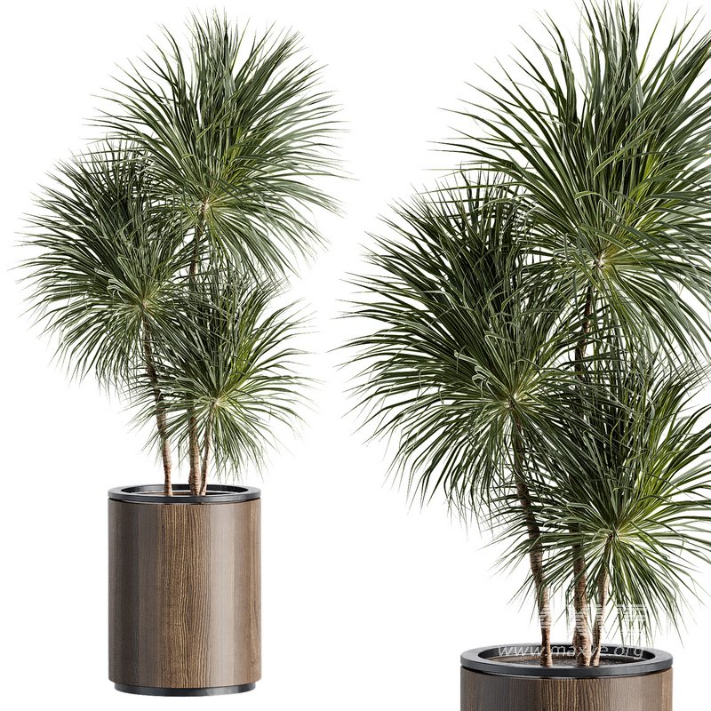 Outdoor Plant 35 - Image 7