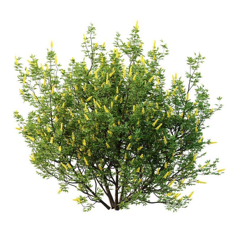 Argyrocytisus battandieri 03 - Image 1