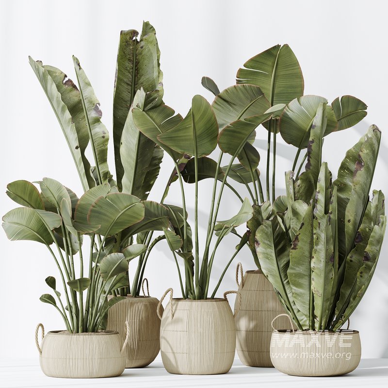 AV Indoor plants set 130 Ravenala Banana Strelitzia Nicolai Bird Of Paradise - Image 4