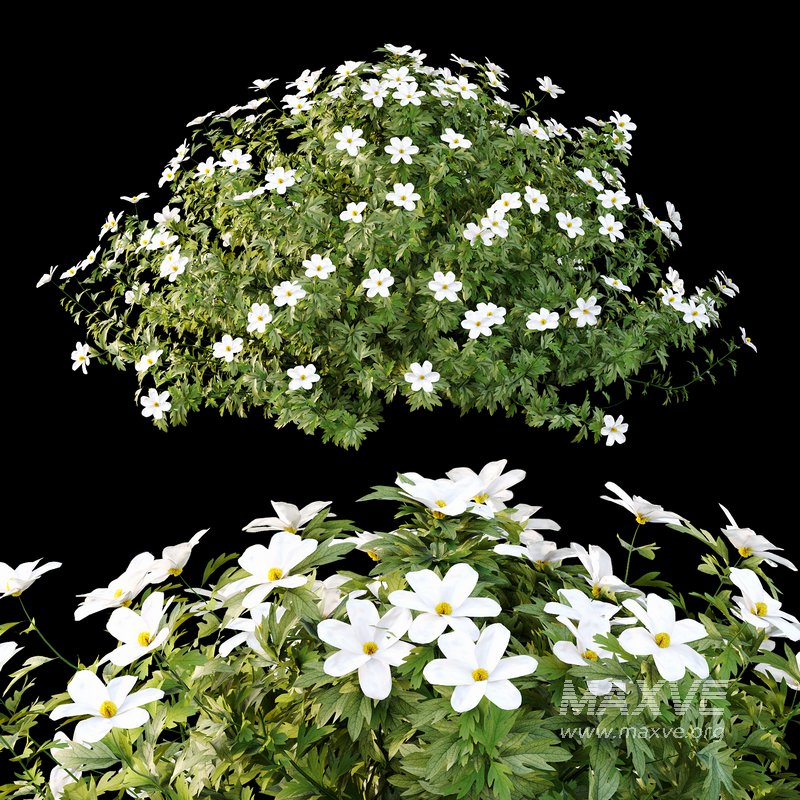 romneya coulter Plant 03 -2 Model - Image 3