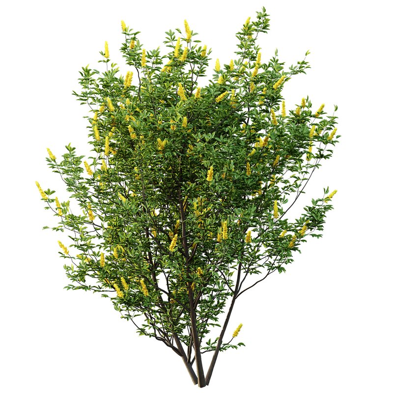 Argyrocytisus battandieri 04 - Image 3