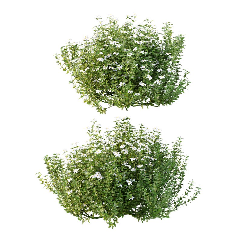 romneya coulter Plant 06 -2 Model - Image 1