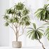 AV Indoor plants set 150 Lutescens Areca Palm and Ficus Cyathistipula and Paradise Kentia Everlasting - Thumbnail 9