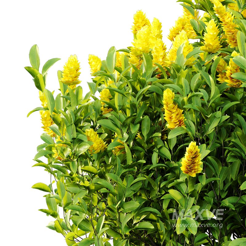 Argyrocytisus battandieri 08 -3 Plants - Image 5