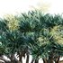 Dracaena Draco-Canary Islands Dragon Tree-02 - Thumbnail 3