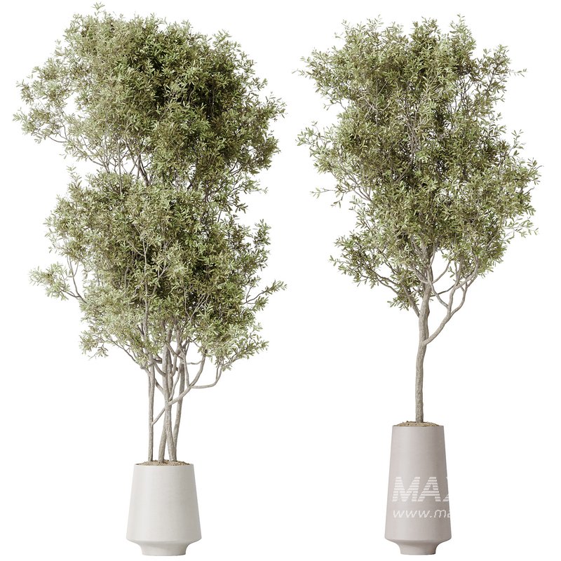 AV Indoor plants set 131 Mission Kalamata Leccino Arbequina Wilsonii Chemlali Olive - Image 1