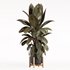 Rubber Plant with Modern Wooden Stand - Thumbnail 2