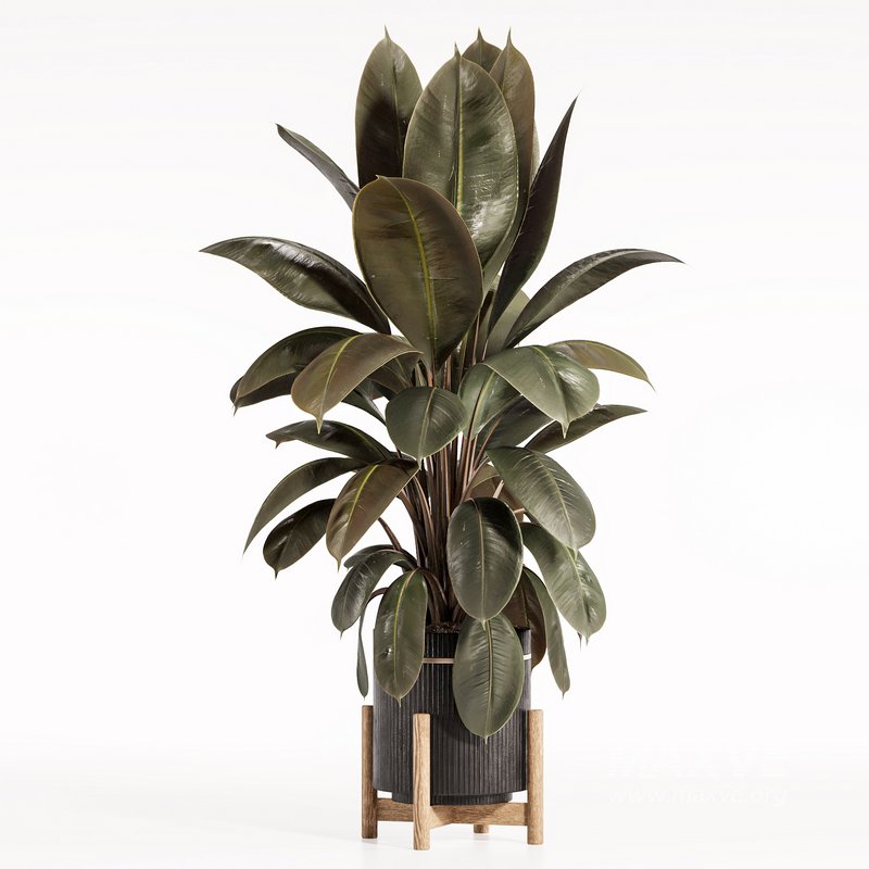 Rubber Plant with Modern Wooden Stand - Image 2