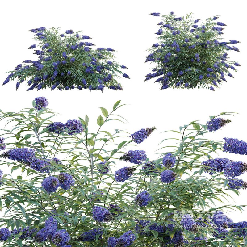 Buddleia ¨C Butterfly Bush 02 - Image 1
