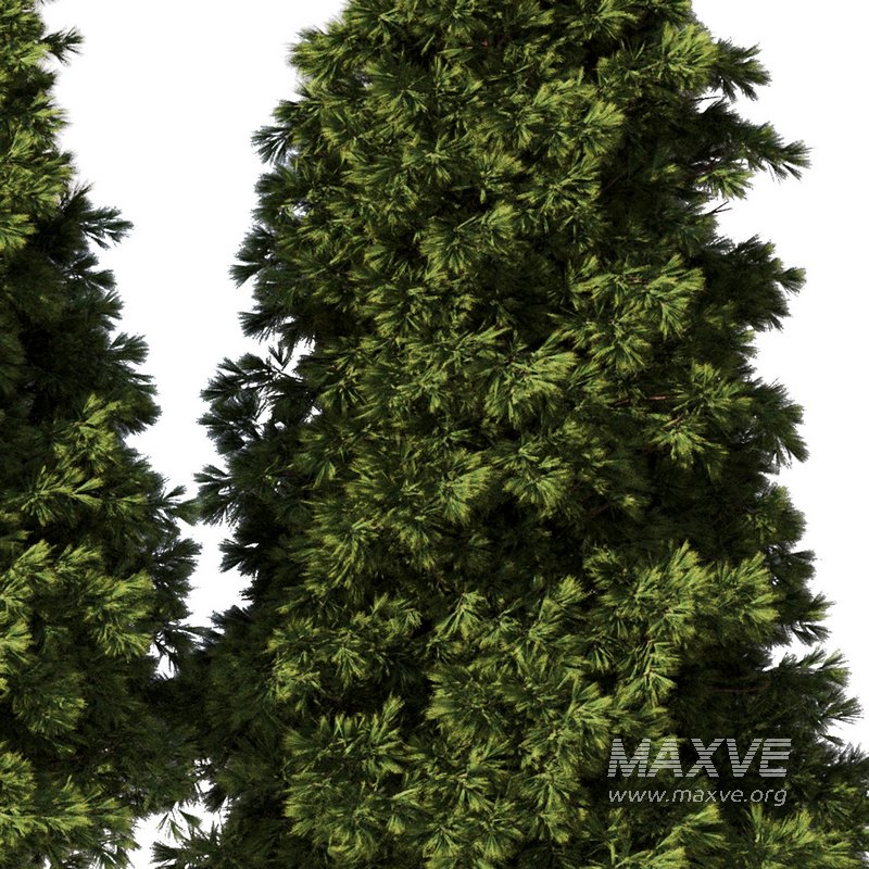 Pine Tree Set28 - Image 2