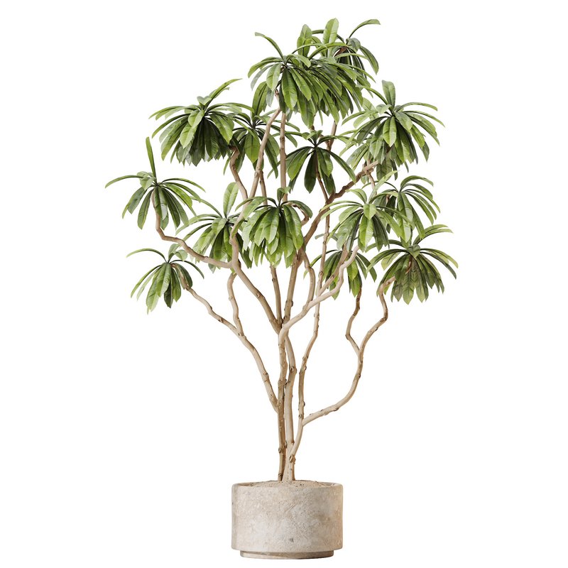 AV Indoor plants set 150 Lutescens Areca Palm and Ficus Cyathistipula and Paradise Kentia Everlasting - Image 4