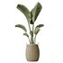 AV Indoor plants set 140 Ravenala Banana Strelitzia Nicolai Bird Of Paradise - Thumbnail 1