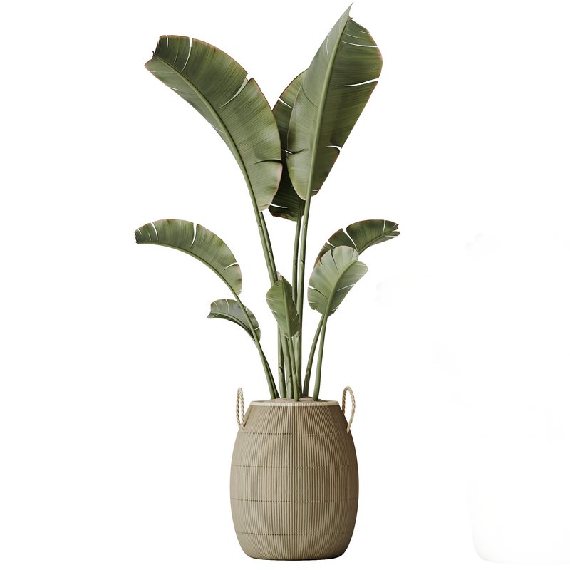 AV Indoor plants set 140 Ravenala Banana Strelitzia Nicolai Bird Of Paradise - Image 1
