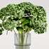Set bouquet Hydrangea - Thumbnail 4