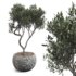 olive tree in concrete pot plant - Thumbnail 1