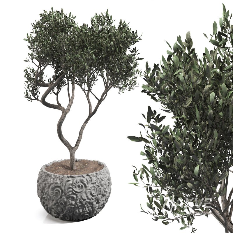 olive tree in concrete pot plant - Image 1