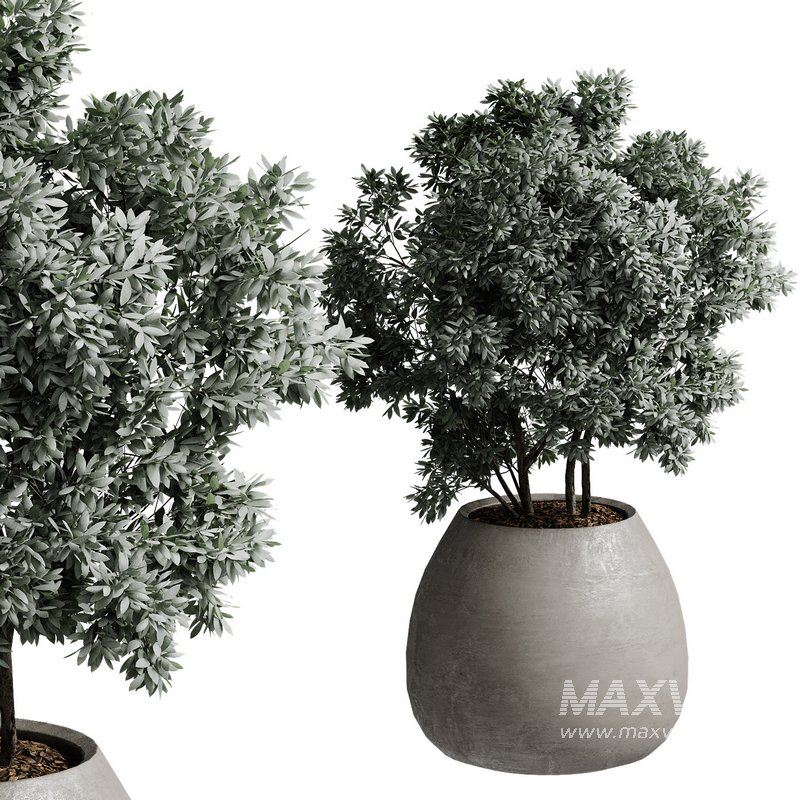 Outdoor Plant 37 - Image 3