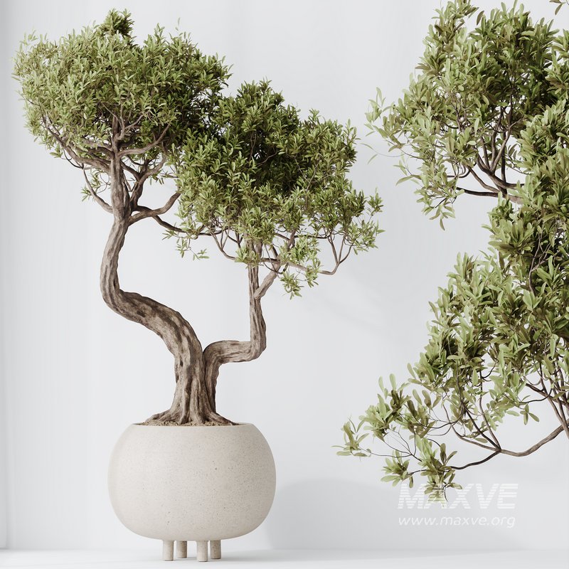 AV Indoor plants set 138 Ficus Retusa Microcarpa Bonsai Ginseng - Image 2