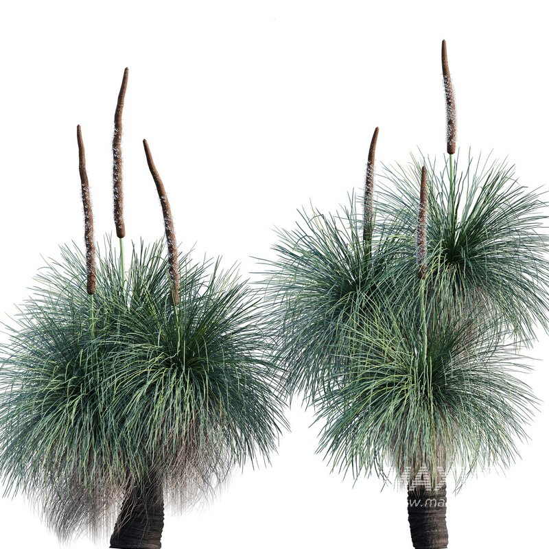 Xanthorrhoea Arborea – Grass Tree – 03 - Image 1