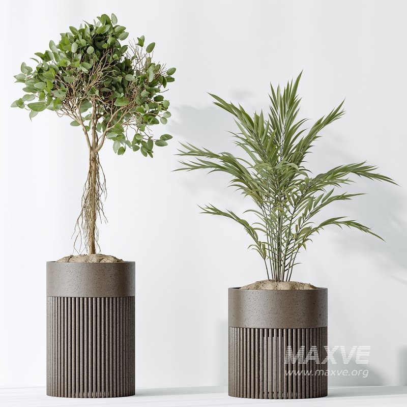 AV Indoor plants set 134 Beech Olea Europaea Olive and Ficus Benjamina African Fig and Mountain Kentia Palm - Image 6