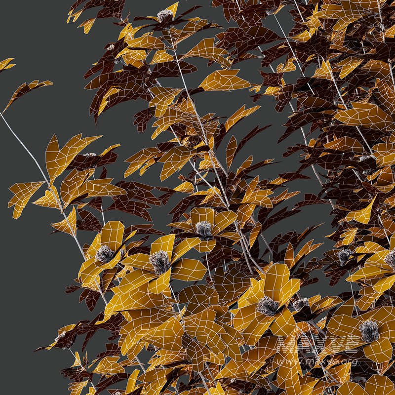 romneya coulter Plant 01 -4 Model - Image 6