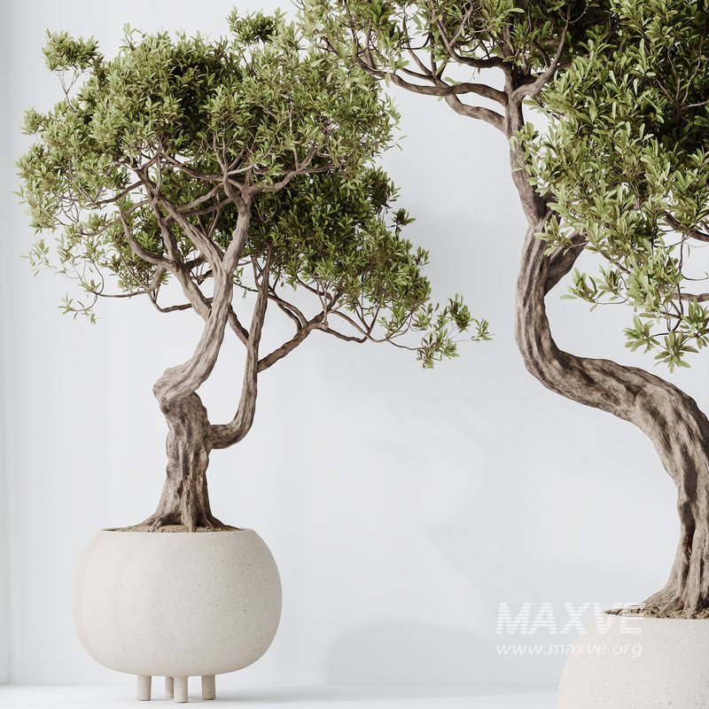 AV Indoor plants set 138 Ficus Retusa Microcarpa Bonsai Ginseng - Image 5