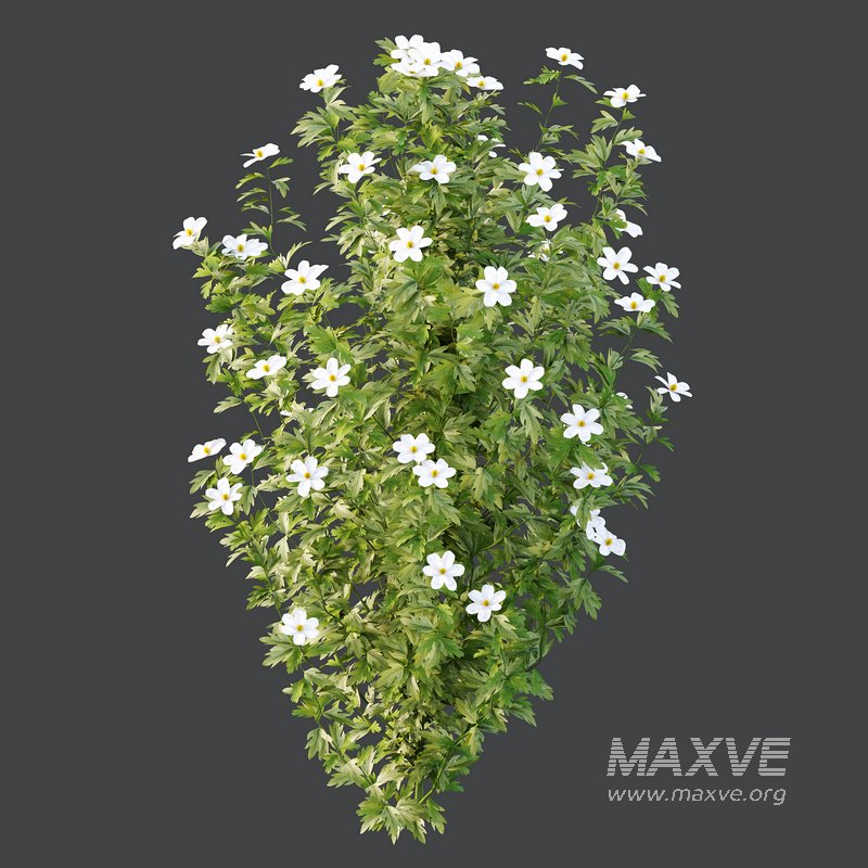 romneya coulter Plant 01 -4 Model - Image 3