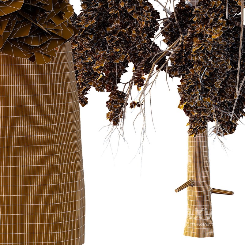 Chamaecyparis thyoides Tree005 - Image 2