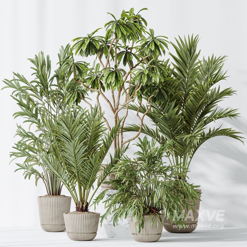AV Indoor plants set 150 Lutescens Areca Palm and Ficus Cyathistipula and Paradise Kentia Everlasting - Image 8