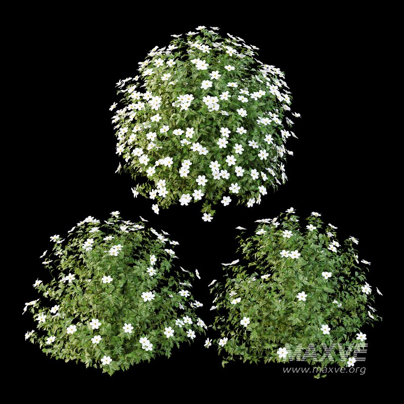 romneya coulter Plant 04 -3 Model - Image 1