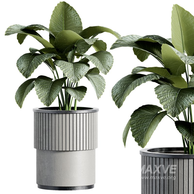 Outdoor Plant 35 - Image 1