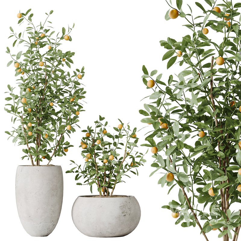 AV Indoor plants set 132 Bonsai China Orange Tree and Beech Olea Europaea Olive and Aloifolia Rostrata Palm - Image 4