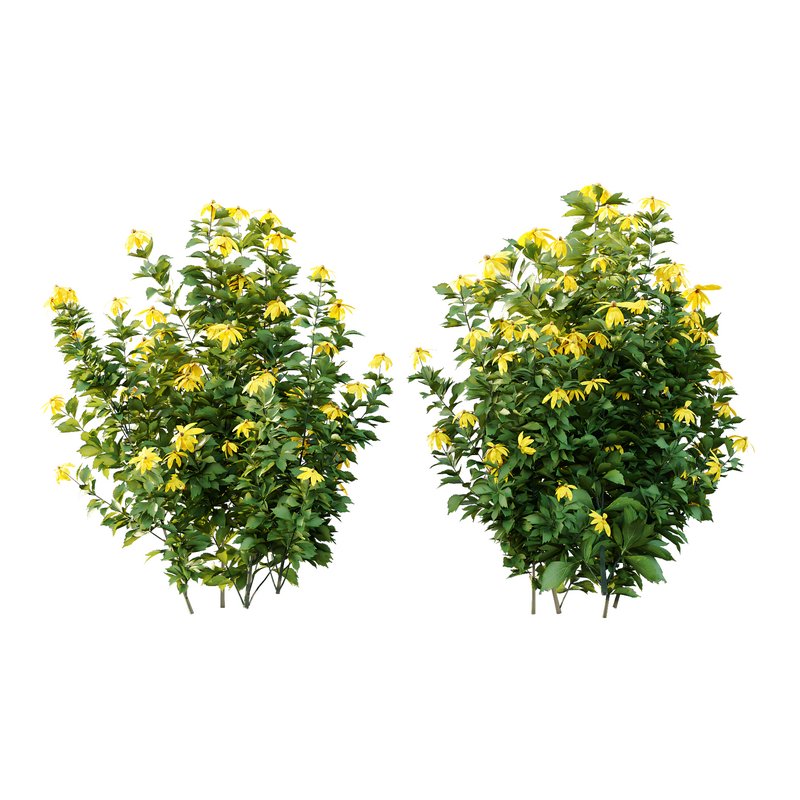 Rudbeckia laciniata Plant 04 -11 Plants - Image 1