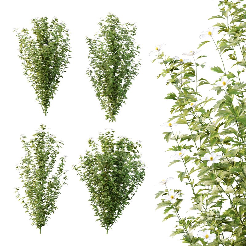 romneya coulter Plant 01 -4 Model - Image 7