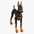 Doberman - Thumbnail 5