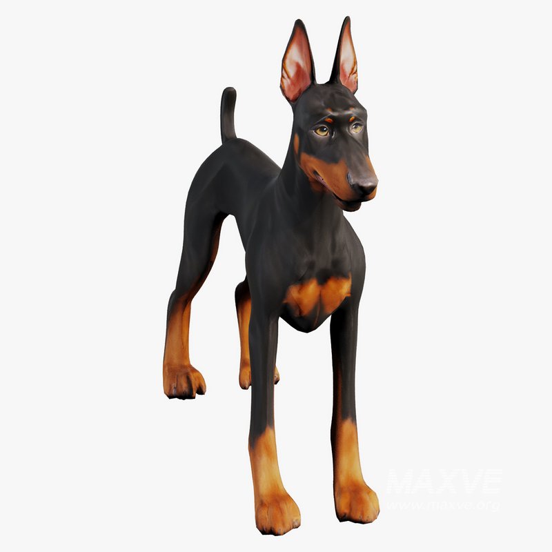 Doberman - Image 5