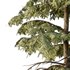 spruce tree12 - Thumbnail 4