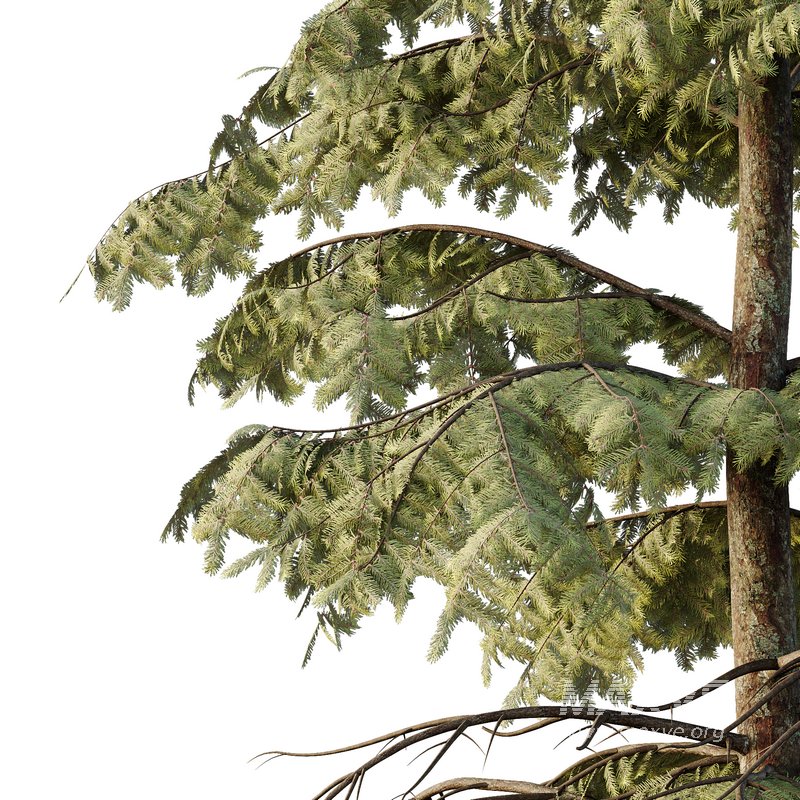 spruce tree12 - Image 4