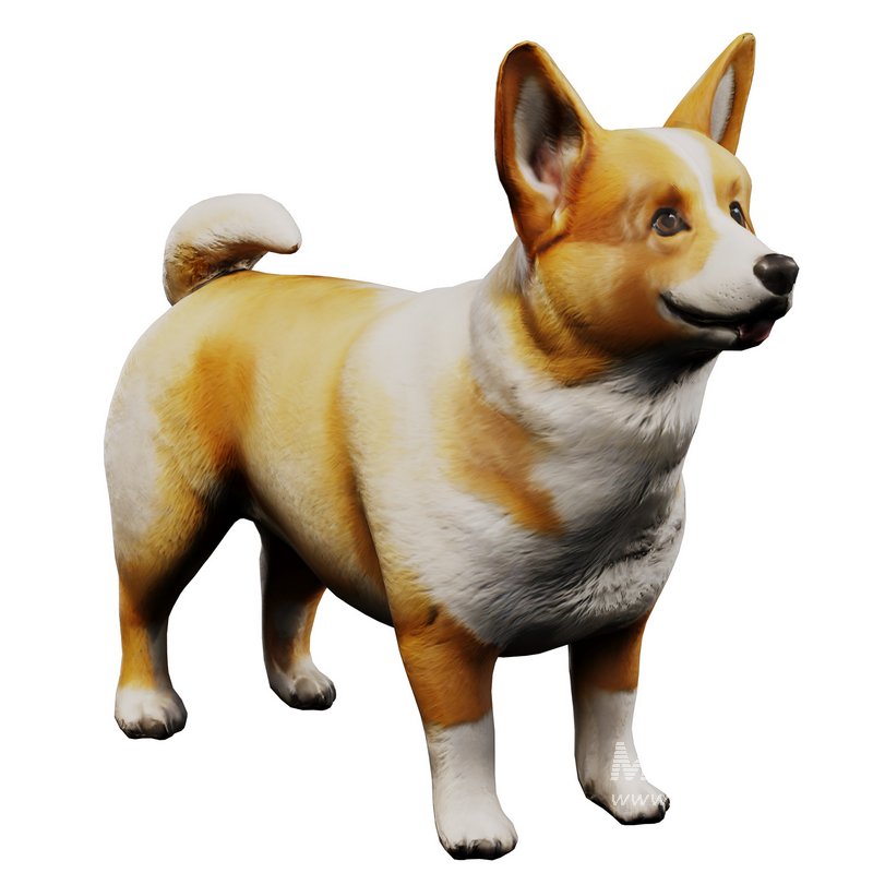 Corgi - Image 7