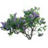 Syringa vulgaris – Common Lilac 01 - Thumbnail 2