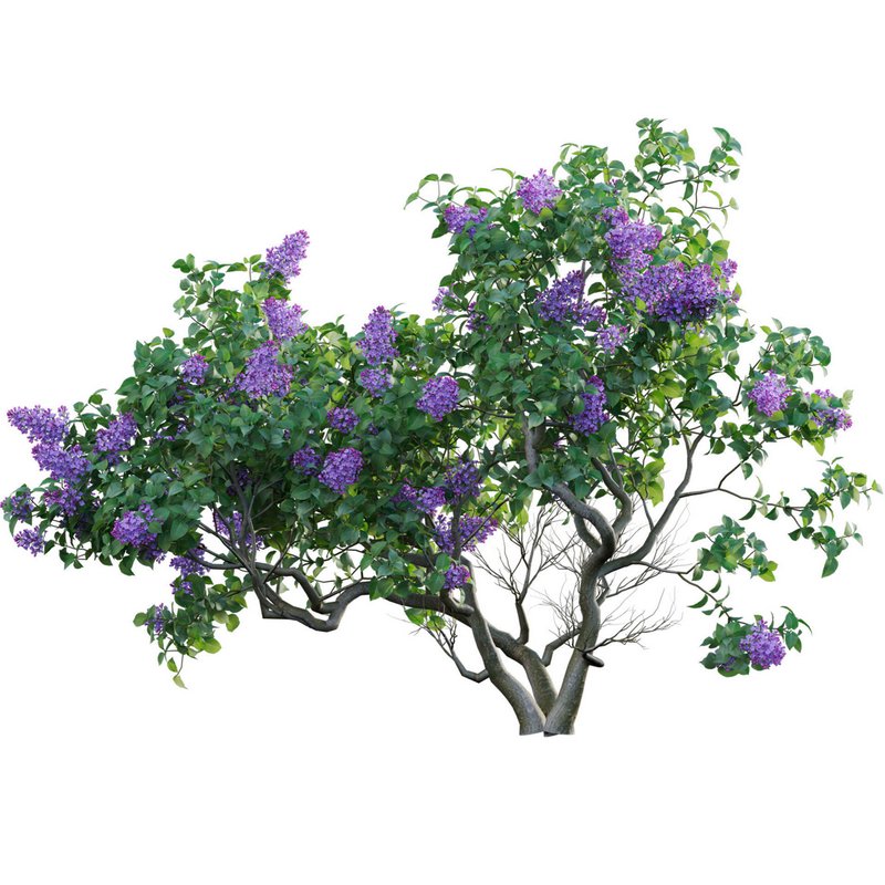 Syringa vulgaris – Common Lilac 01 - Image 2