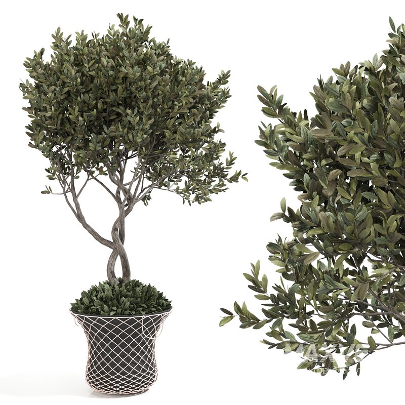 olive plant in pot - Image 5